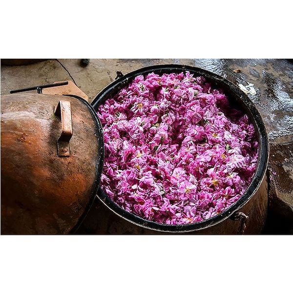 غنچه گل محمدی خشک برای تزیین فروشگاه آزرانی